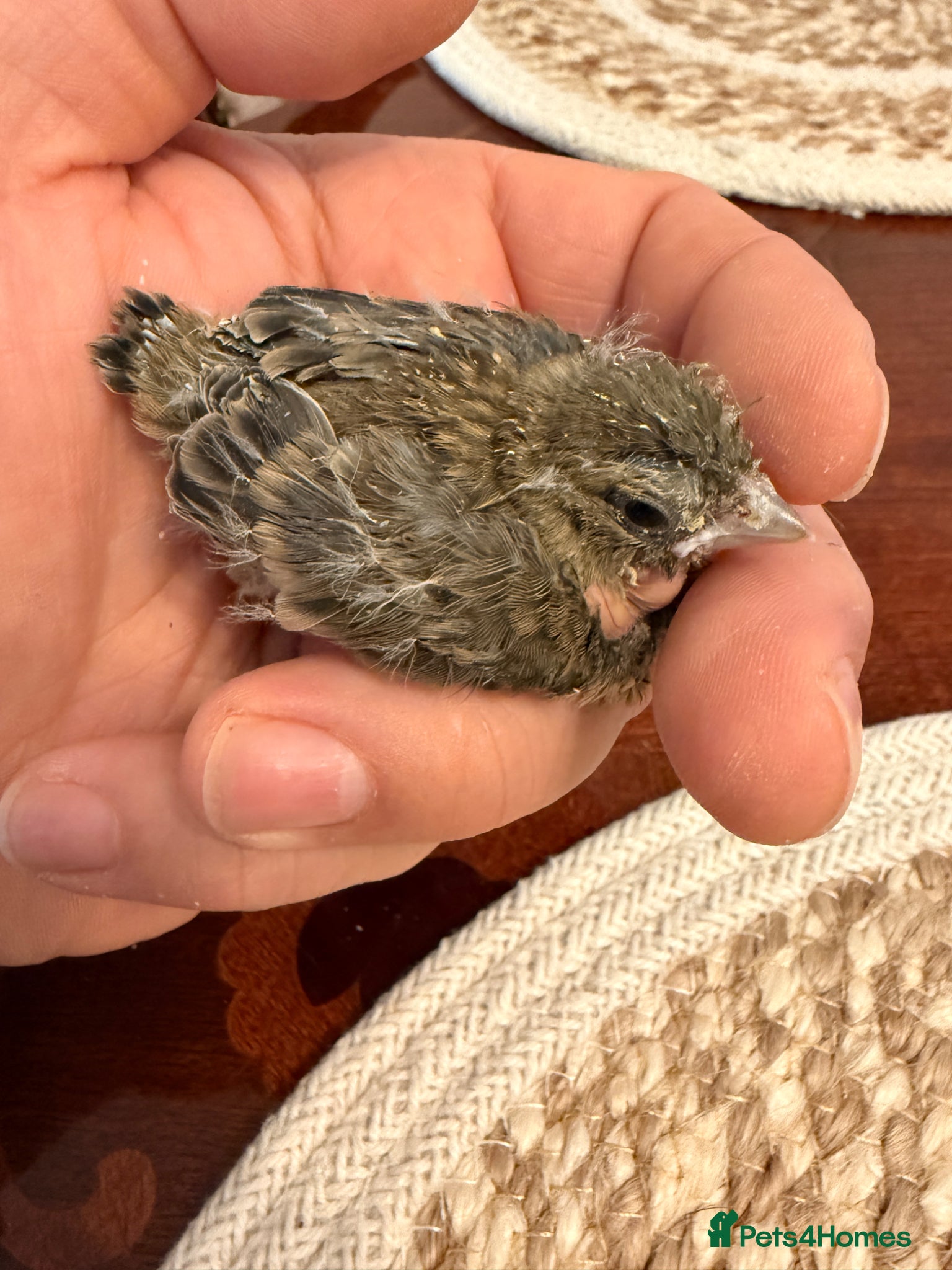 Finches birds for sale: Healthy Goldfinches & Greenfinches For Sale - Advert 1