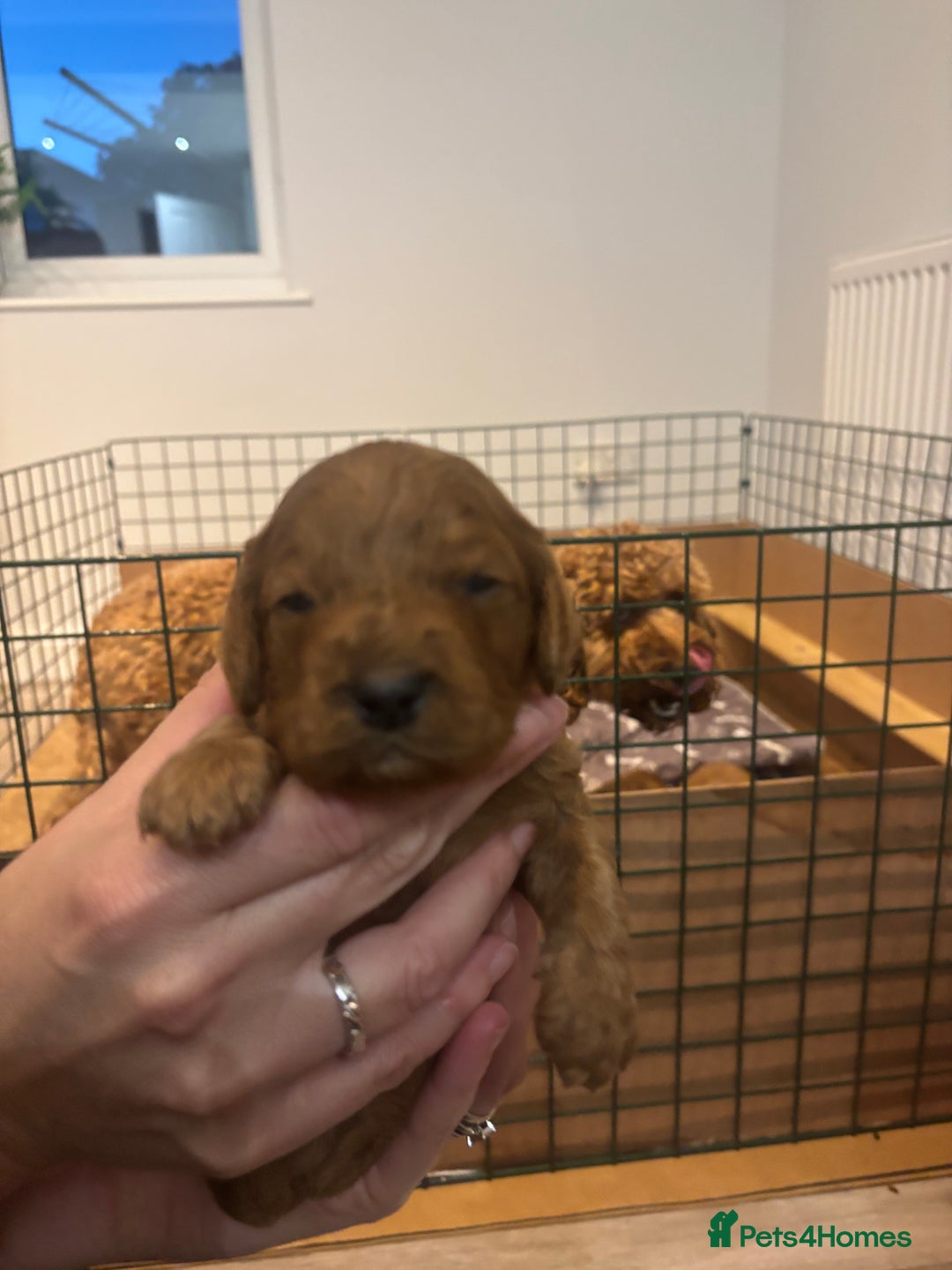 Cockapoo dogs for sale: Cockapoo Puppies  - Image 5