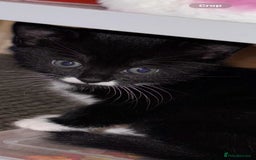 Mixed Breed cats for sale: Gorgeous kittens for sale - Image 3