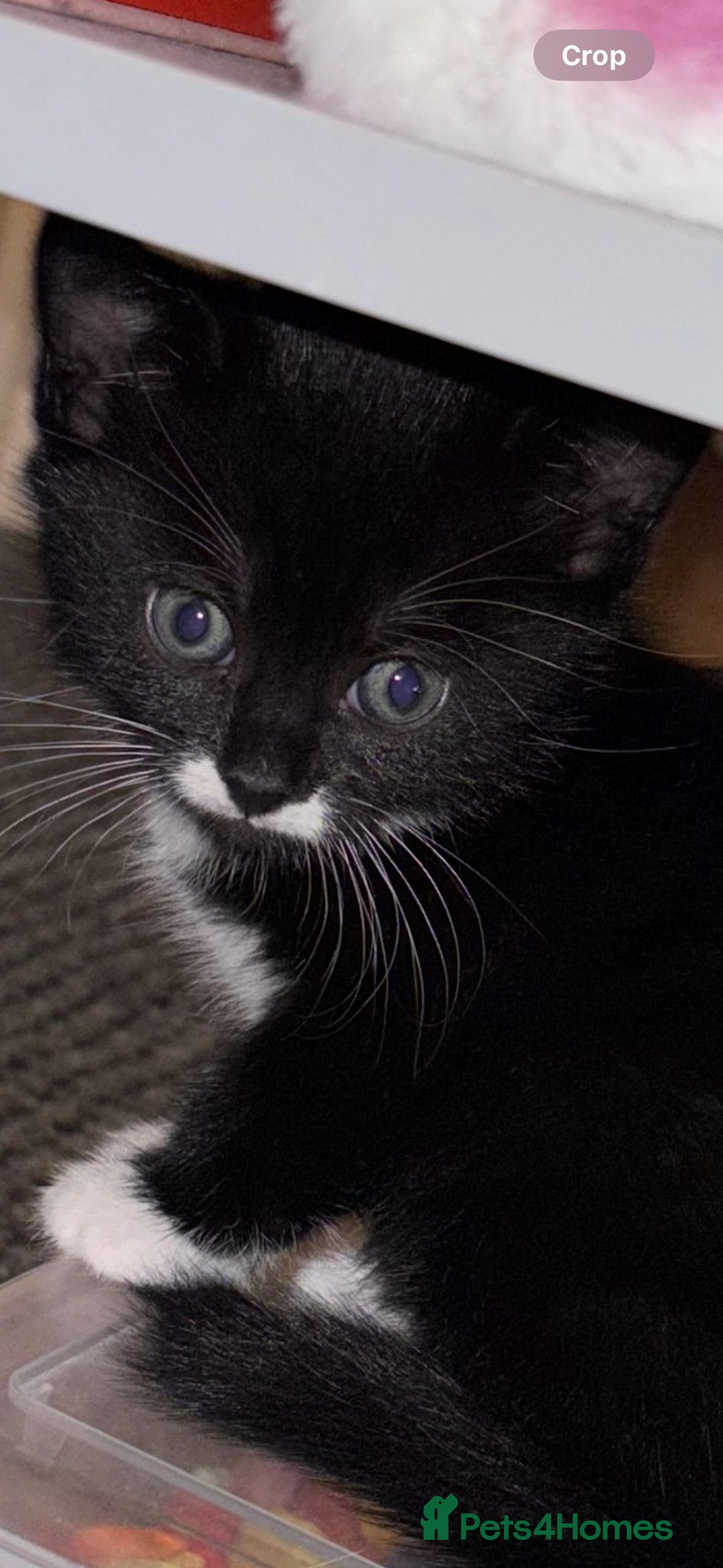 Mixed Breed cats for sale: Gorgeous kittens for sale - Image 3