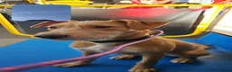 Mixed Breed dogs for sale: Fern 2 years old  in Dukinfield - Advert 18
