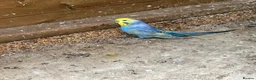 Budgerigars birds for sale: Adult violet rainbow budgies  - Advert 9