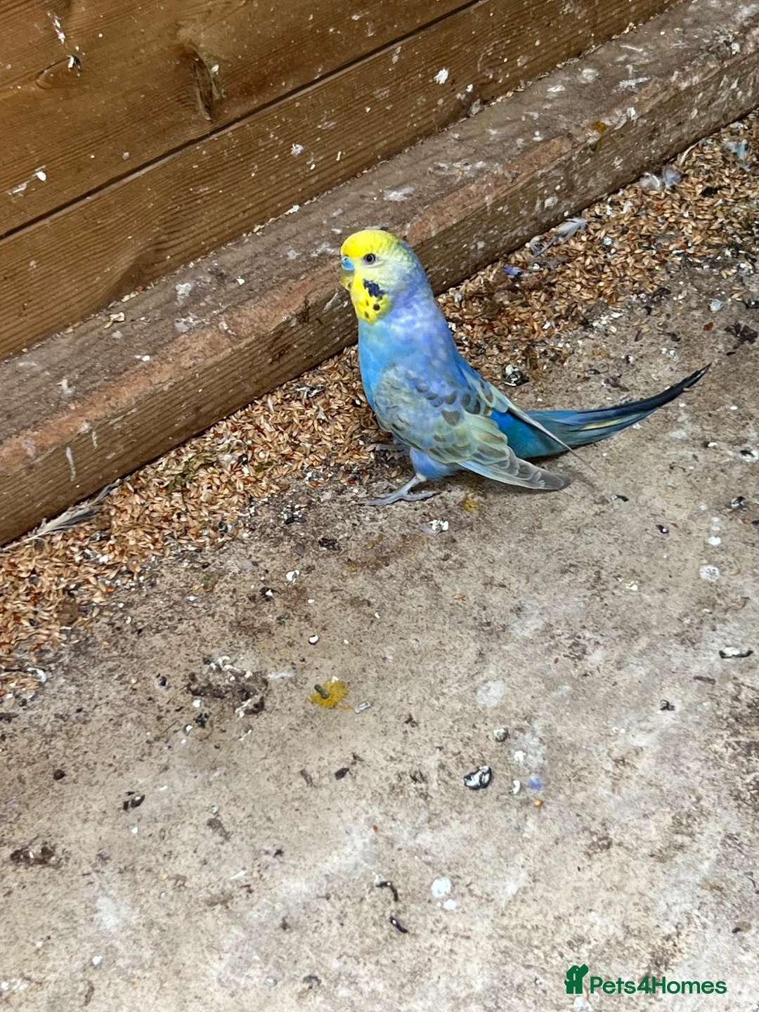 Budgerigars birds for sale: Adult violet rainbow budgies  - Advert 9