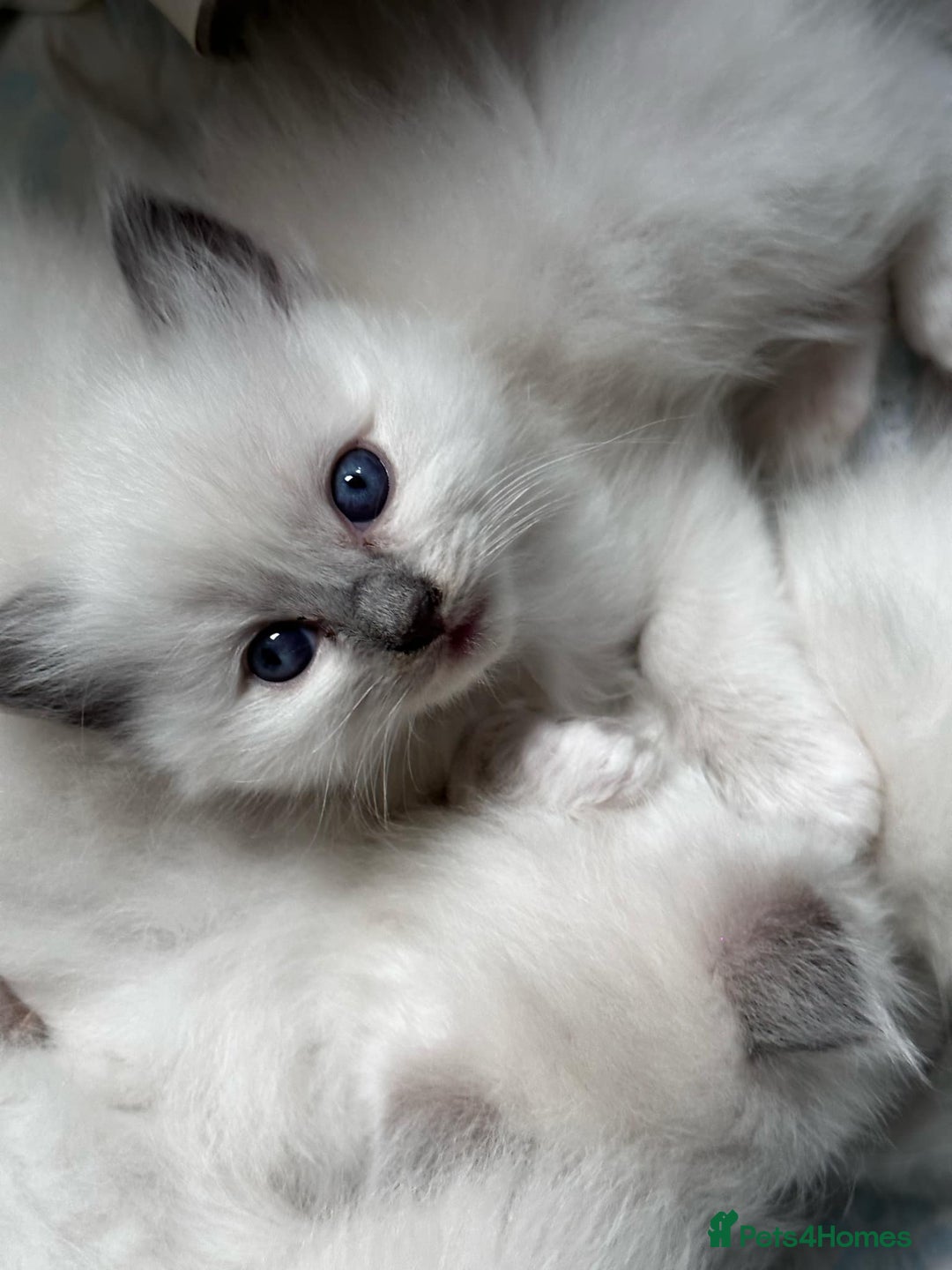 Ragdoll cats for sale: 🤎Beautiful Ragdolls Kittens🤎 - Advert 7