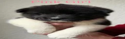 Akita dogs for sale: Chunky Akita puppies in Liverpool - Advert 12