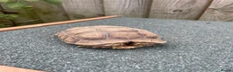 Tortoise reptiles for sale: Sulcata African Spurthighed Tortoise  in Braintree - Advert 2