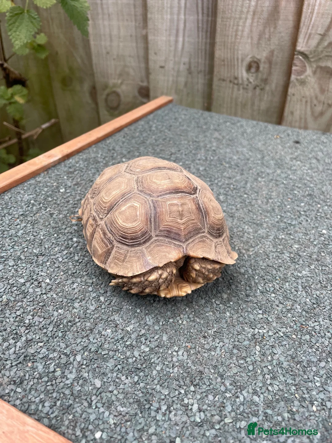 Tortoise reptiles for sale: Sulcata African Spurthighed Tortoise  in Braintree - Advert 2