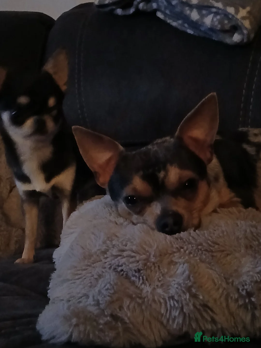 Chihuahua dogs for stud: FOR STUD - Advert 2