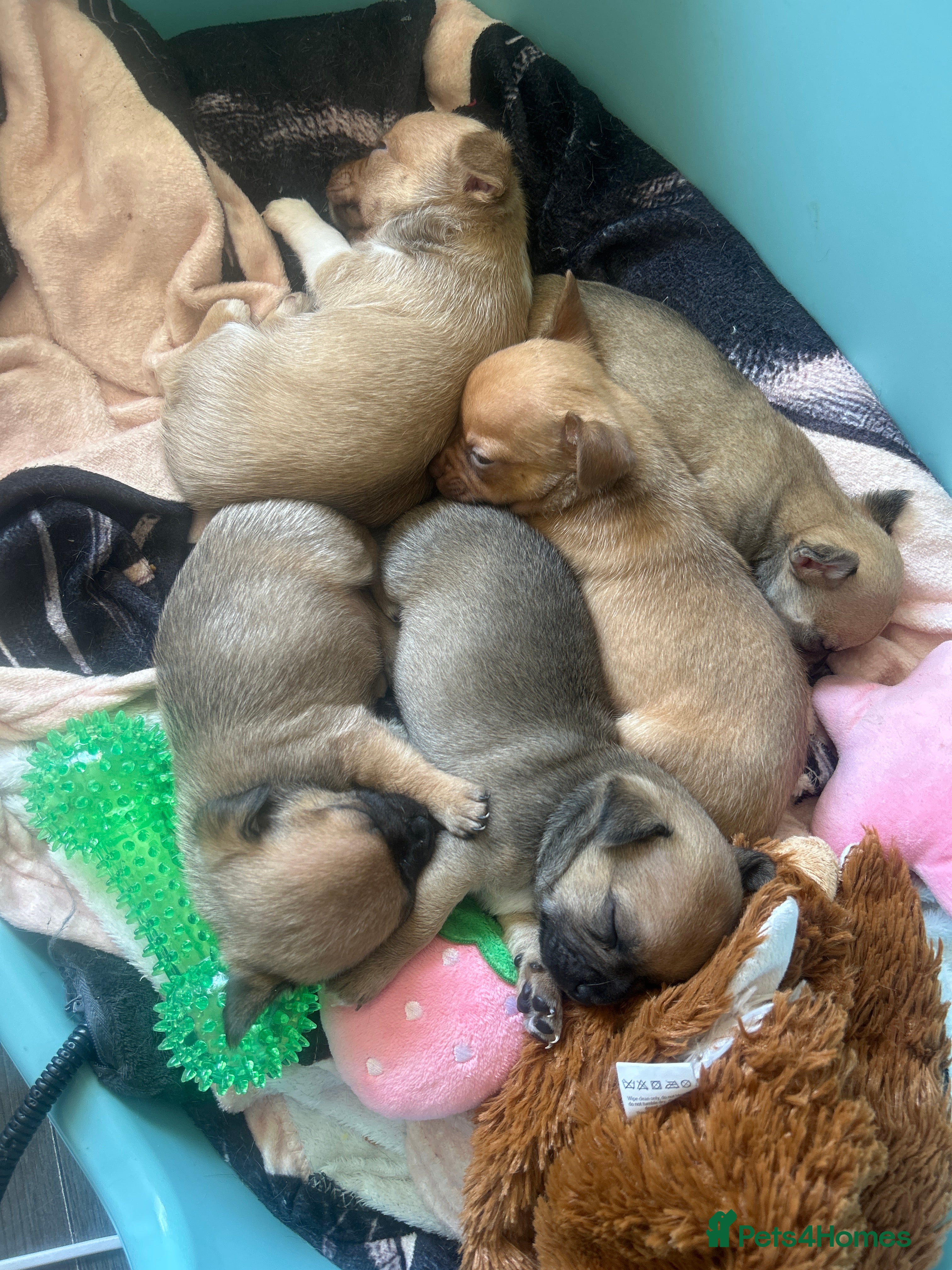 Chihuahua dogs Chihuahua pups - Advert 2