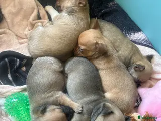 Chihuahua dogs Chihuahua pups - Advert 2