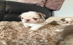 Pug dogs for sale: Stunning litter lilac tans and lilac tan pandas - Image 28
