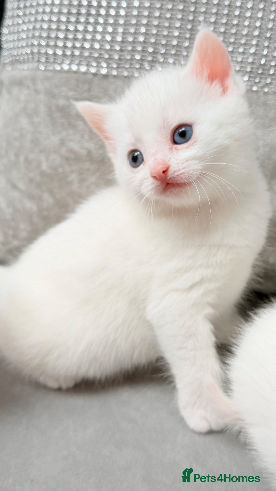 Mixed Breed cats Stunning and very playful kittens whiteand  ginger - Advert 13
