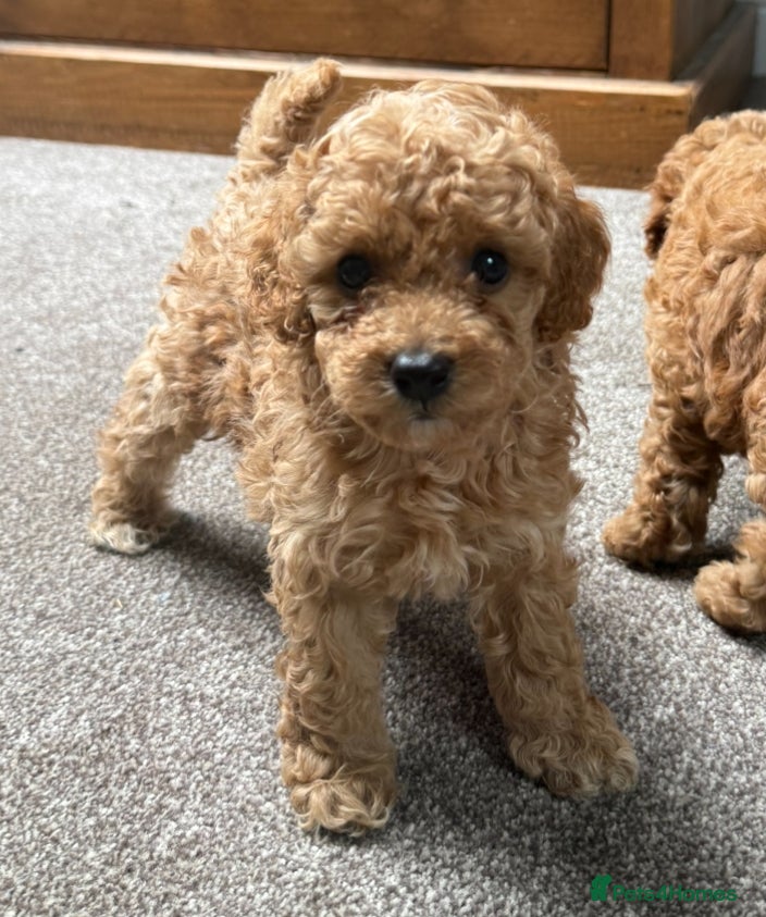 Toy Poodle dogs Apricot Beauties!  - Advert 1