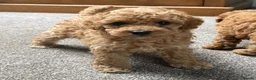 Toy Poodle dogs for sale: Apricot Beauties!  - Advert 4