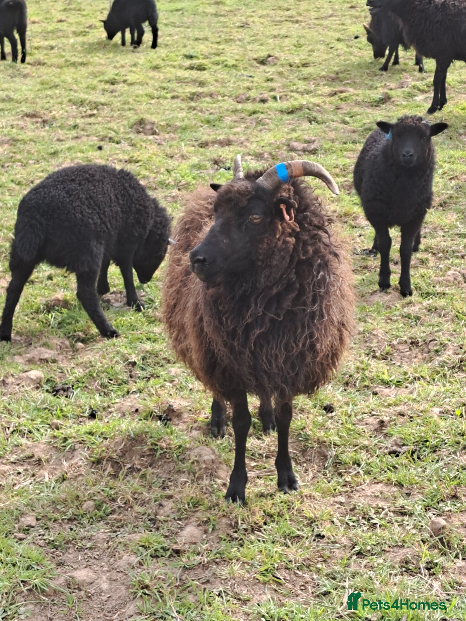 Sheep livestock Ewes with lambs at foot  - Advert 2