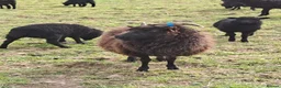 Sheep livestock for sale: Ewes with lambs at foot  in Lewes - Advert 1
