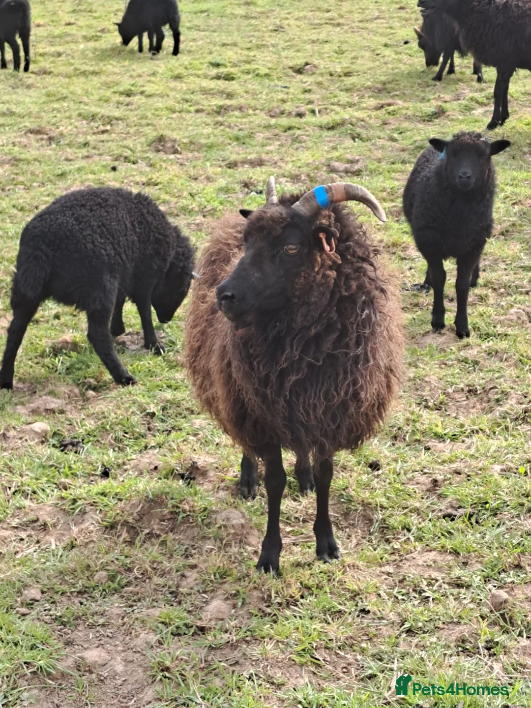 Sheep livestock for sale: Ewes with lambs at foot  in Lewes - Advert 1