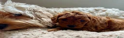 Cavapoo dogs for sale: Adorable Cavapoo Puppies Arrived :-) - Advert 19