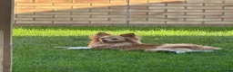 Pomeranian dogs for sale: Pomeranian for Adoption - Advert 5