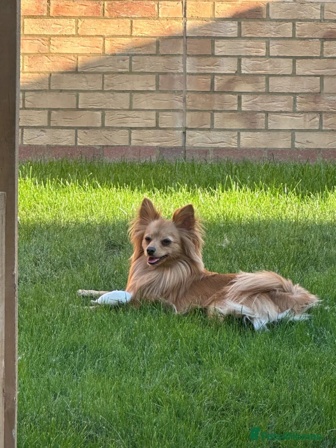 Pomeranian dogs for sale: Pomeranian for Adoption - Advert 5