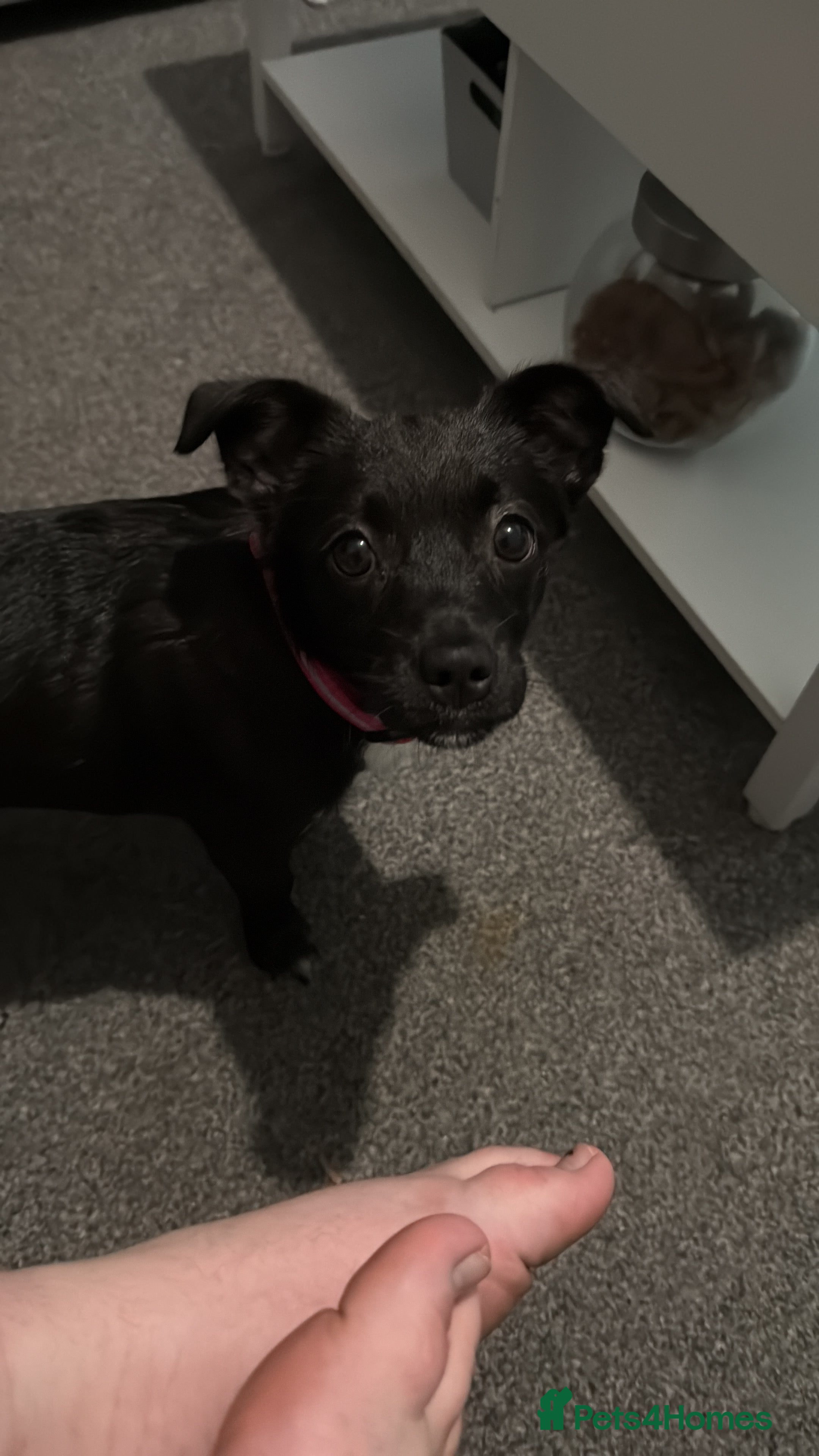 Mixed Breed dogs Xena- Scottishterrier x jackahuahua - Advert 3