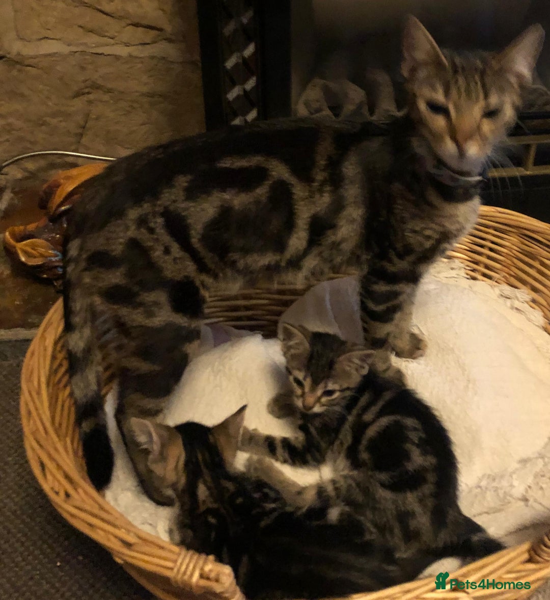 Mixed Breed cats for sale: Absolutely lovely Bengal Ragdoll kittens ready now - Advert 6