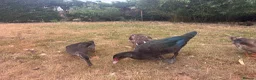 Ducks poultry for sale: Muscovy Ducks for sale - Male & Female - Advert 16