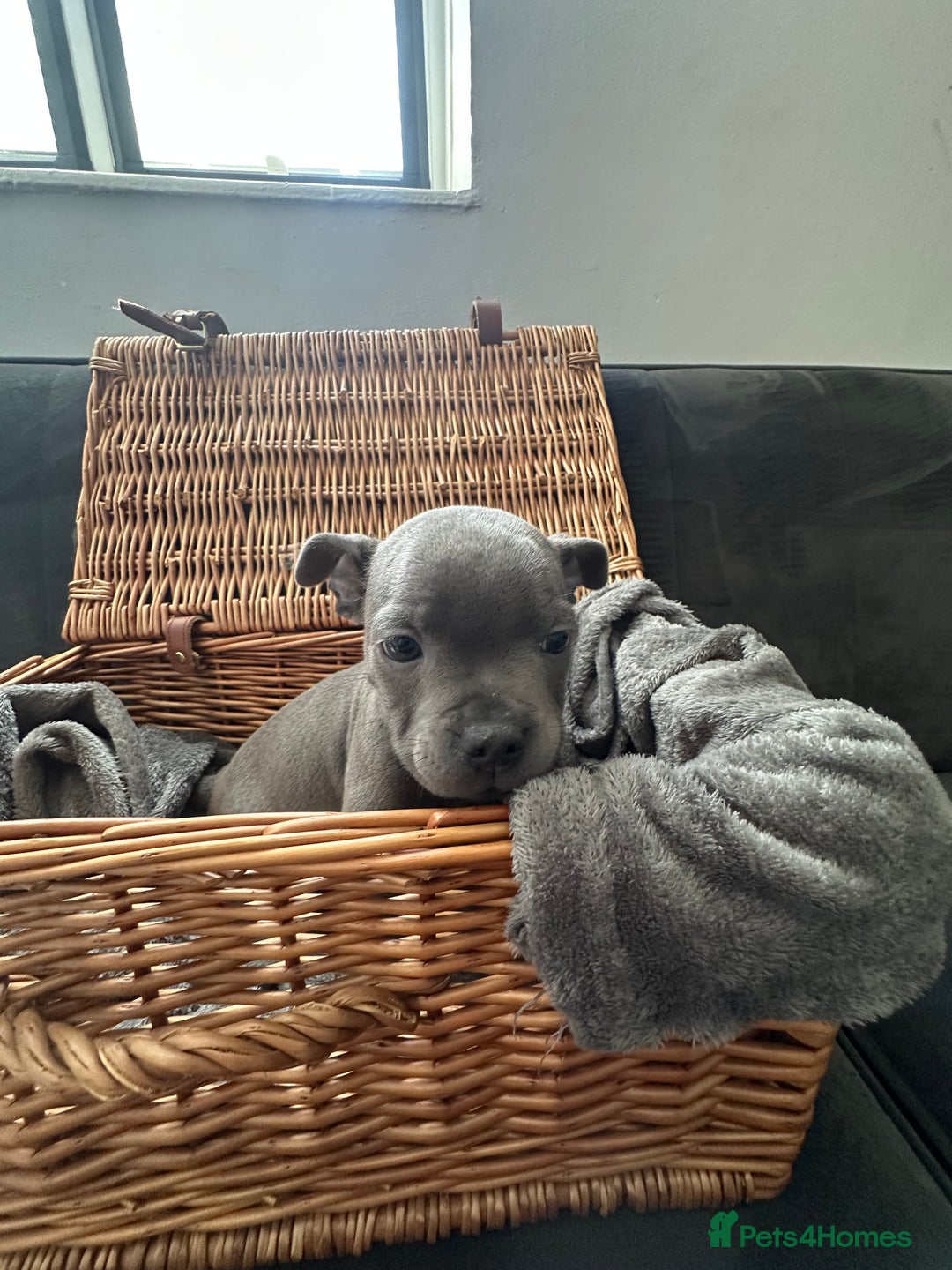 Staffordshire Bull Terrier dogs for sale: Blue and Black Staffordshire Bull Terriers - Image 9