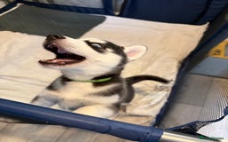 Siberian Husky dogs for sale: Strong Chunky Siberian Husky puppy’s  - Image 30