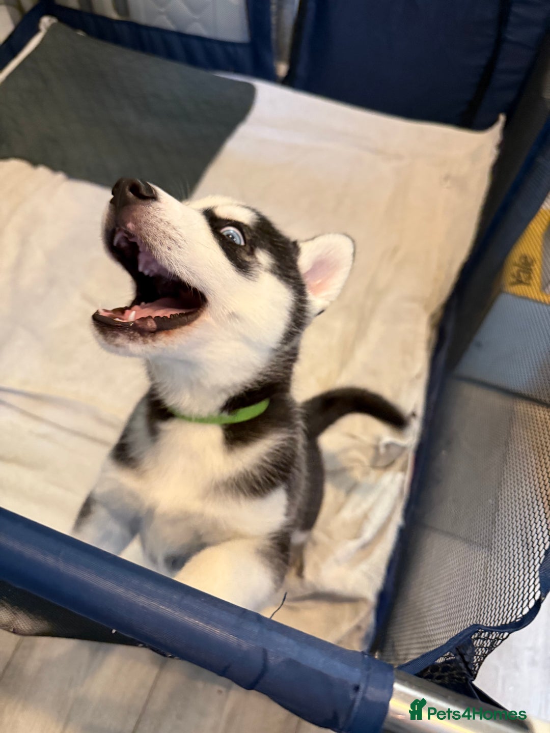 Siberian Husky dogs for sale: Strong Chunky Siberian Husky puppy’s  - Image 30