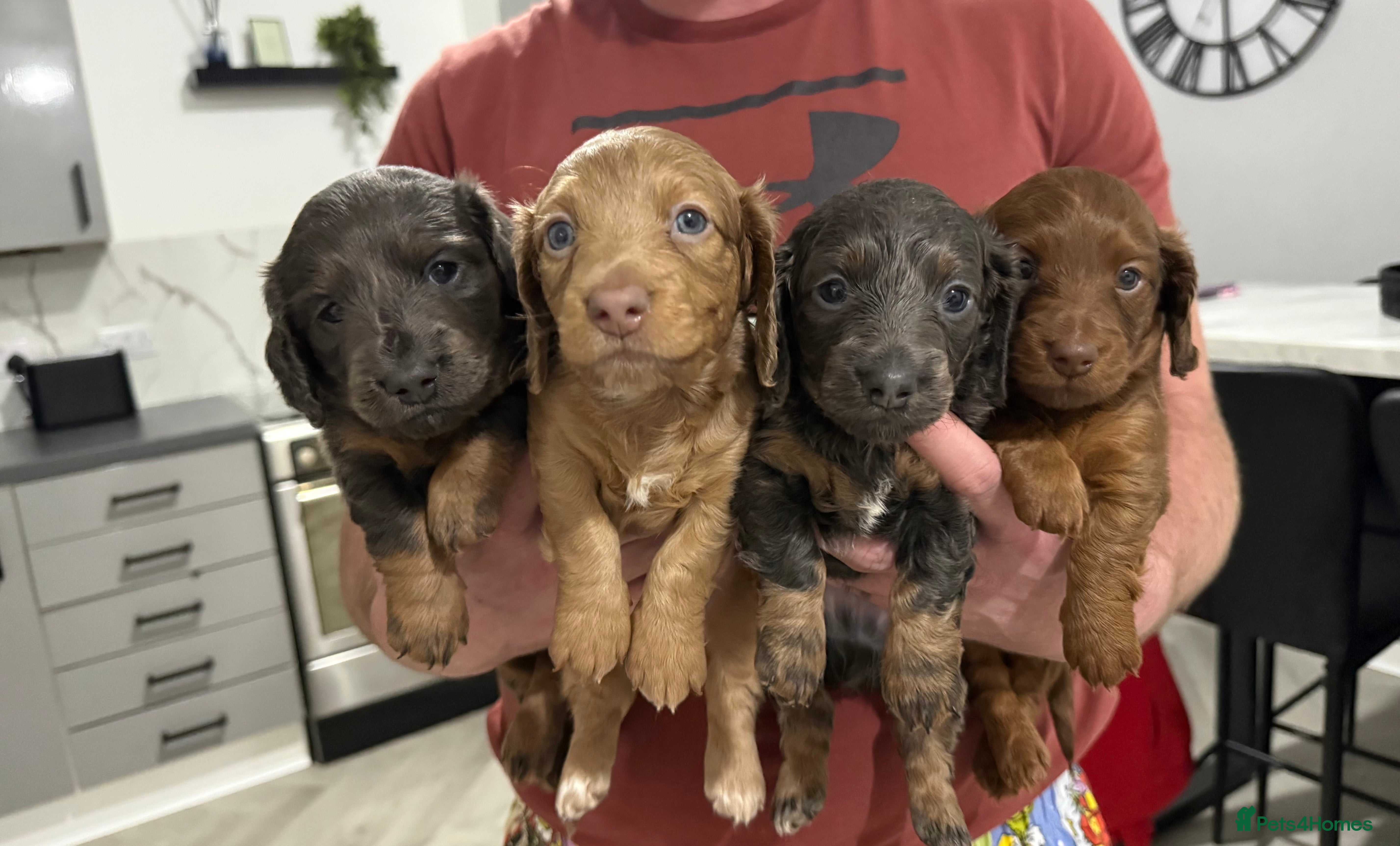 Miniature Dachshund dogs 💙3 BOYS LEFT💙 KC Reg Long Haired Mini Dachsunds  - Advert 6