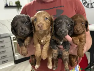 Miniature Dachshund dogs 💙3 BOYS LEFT💙 KC Reg Long Haired Mini Dachsunds - Advert 6