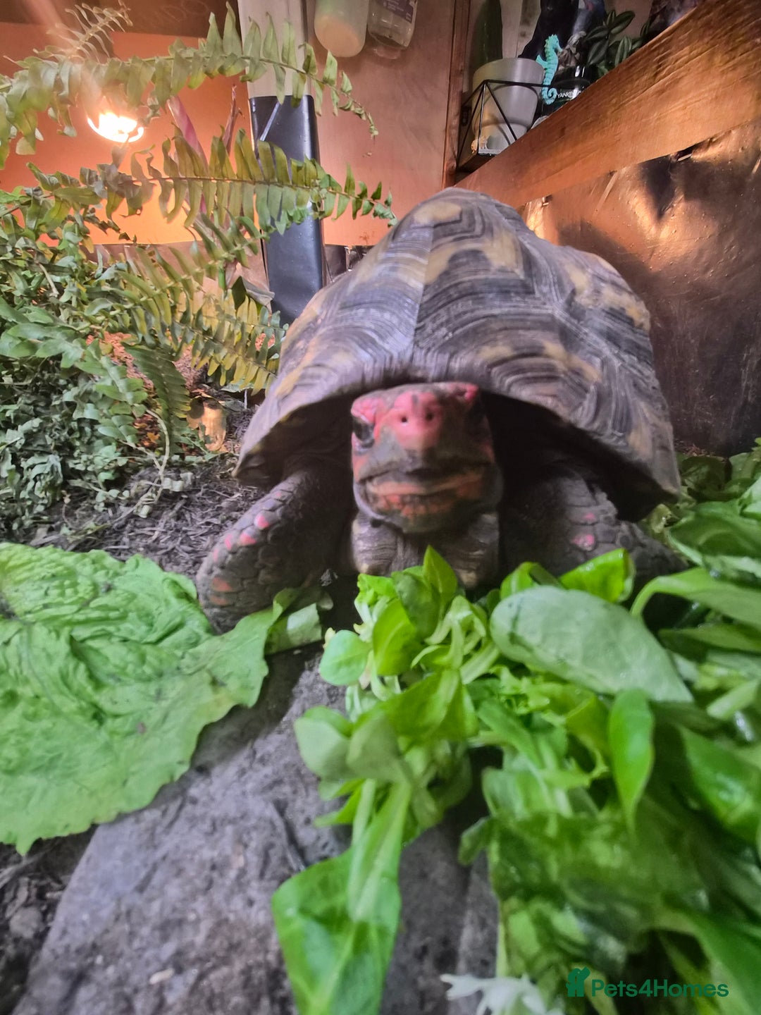 Tortoise reptiles for sale: Female cherry head red foot tortoise - Image 2