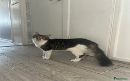 Mixed Breed cats for sale: Tabby female just over a year old sweetheart  - Image 3