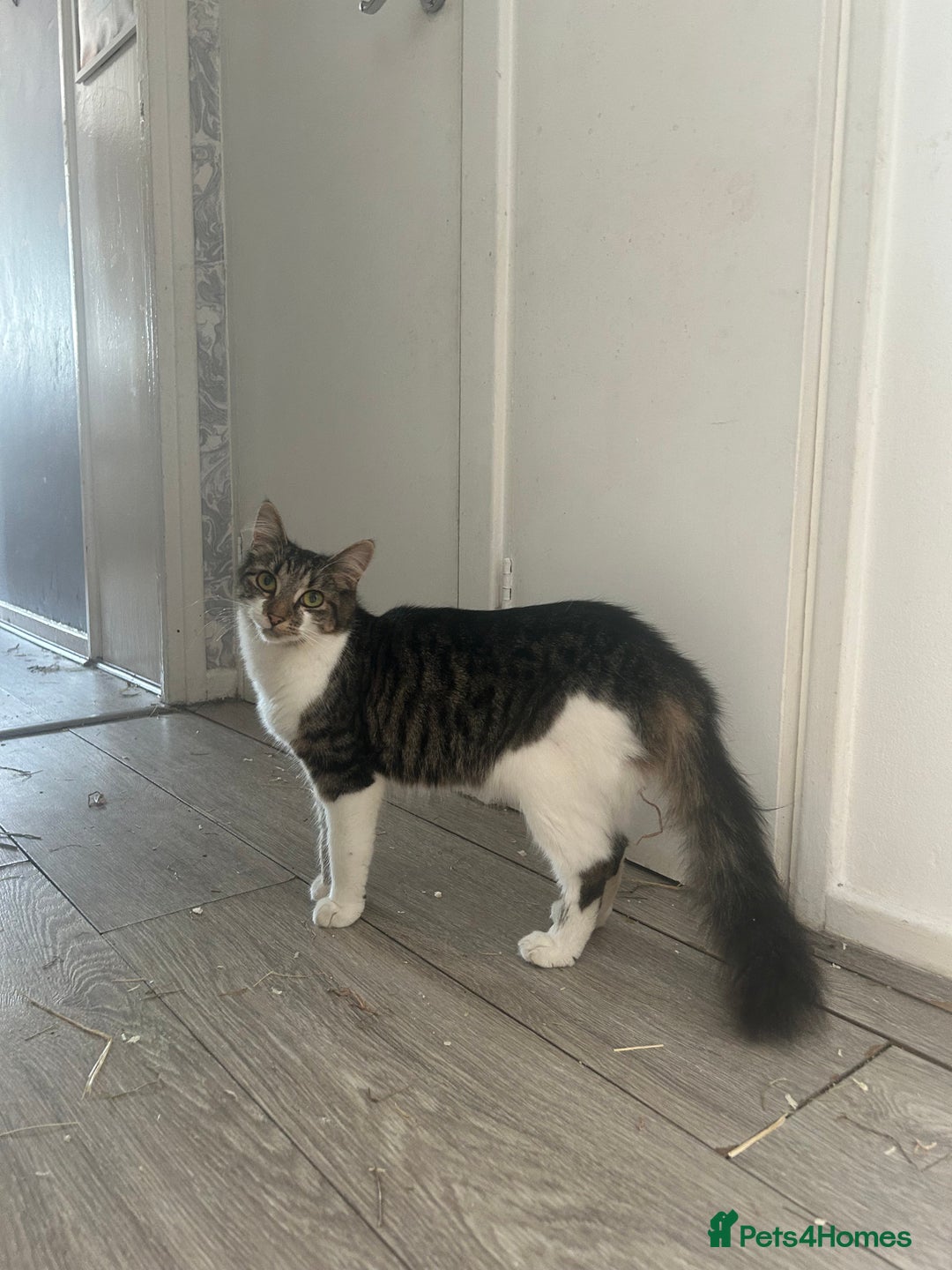 Mixed Breed cats for sale: Tabby female just over a year old sweetheart  - Image 3