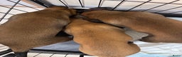 Belgian Shepherd Dog dogs for sale: Belgian Malinois Puppies - Advert 7