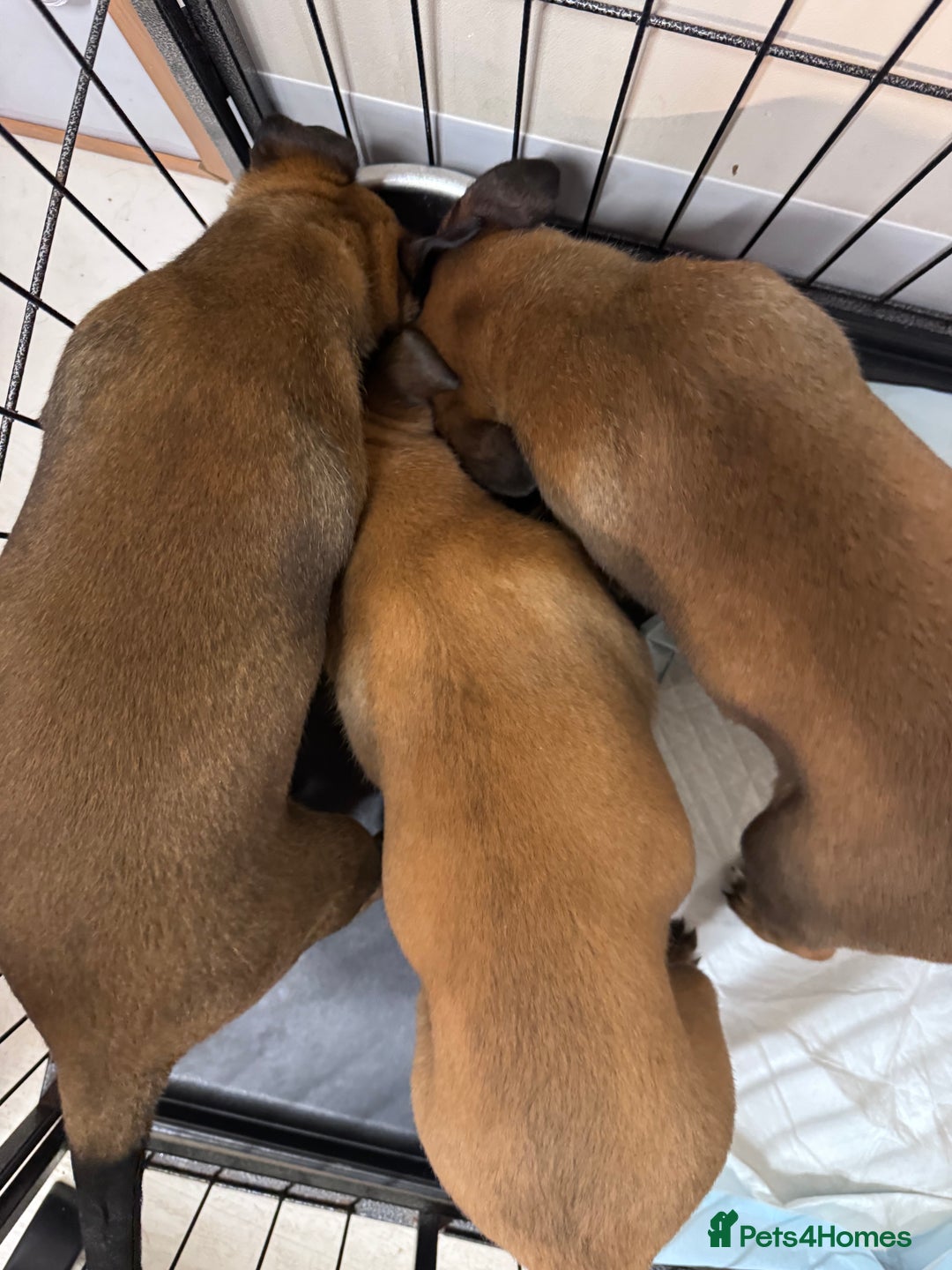 Belgian Shepherd Dog dogs for sale: Belgian Malinois Puppies - Advert 7