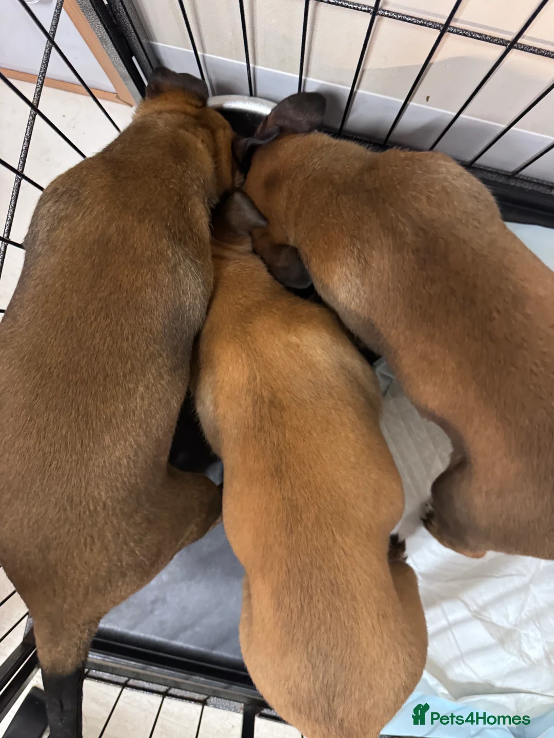 Belgian Shepherd Dog dogs for sale: Belgian Malinois Puppies - Advert 8