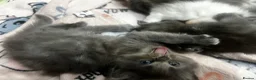 Ragdoll cats for sale: Six beautiful Ragdoll and snowshoe kittens in Newport Pagnell - Advert 14