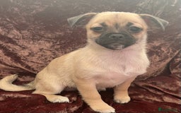 Mixed Breed dogs for sale: PUG CROSS  READY TO GO.  - Image 9