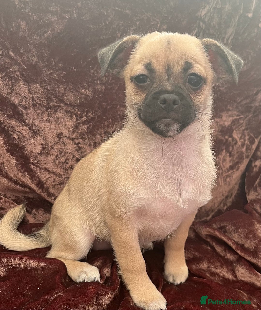 Mixed Breed dogs for sale: PUG CROSS  READY TO GO.  - Image 9