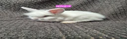 Mini Lop rabbits for sale: Mini Lion Lop Bunnies - Advert 6