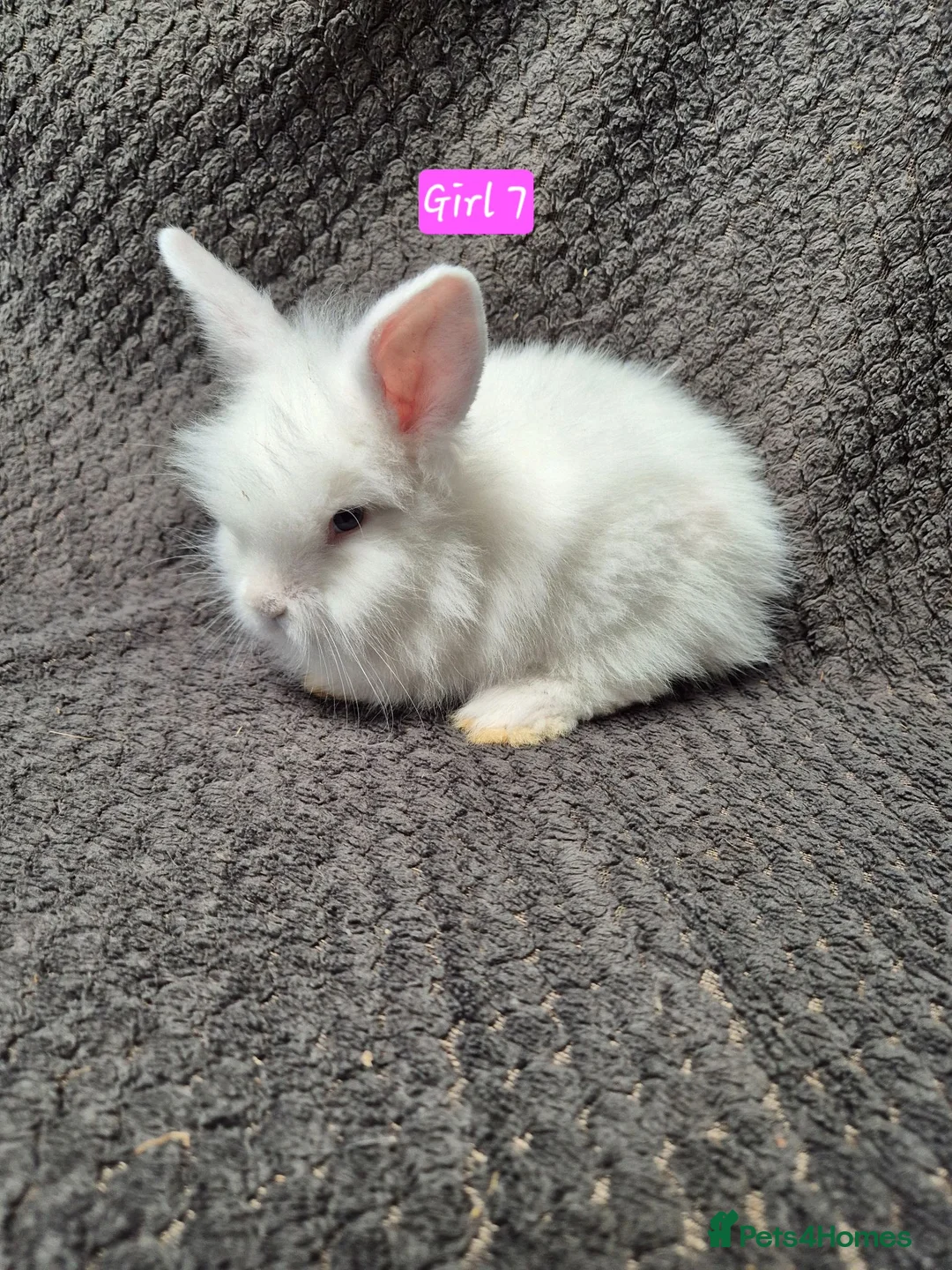 Mini Lop rabbits for sale: Mini Lion Lop Bunnies - Advert 6