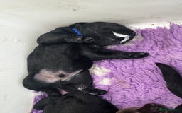 Labrador Retriever dogs for sale: 🤎🖤Outstanding Show Type Labradors🖤🤎KC&fully HT - Image 12