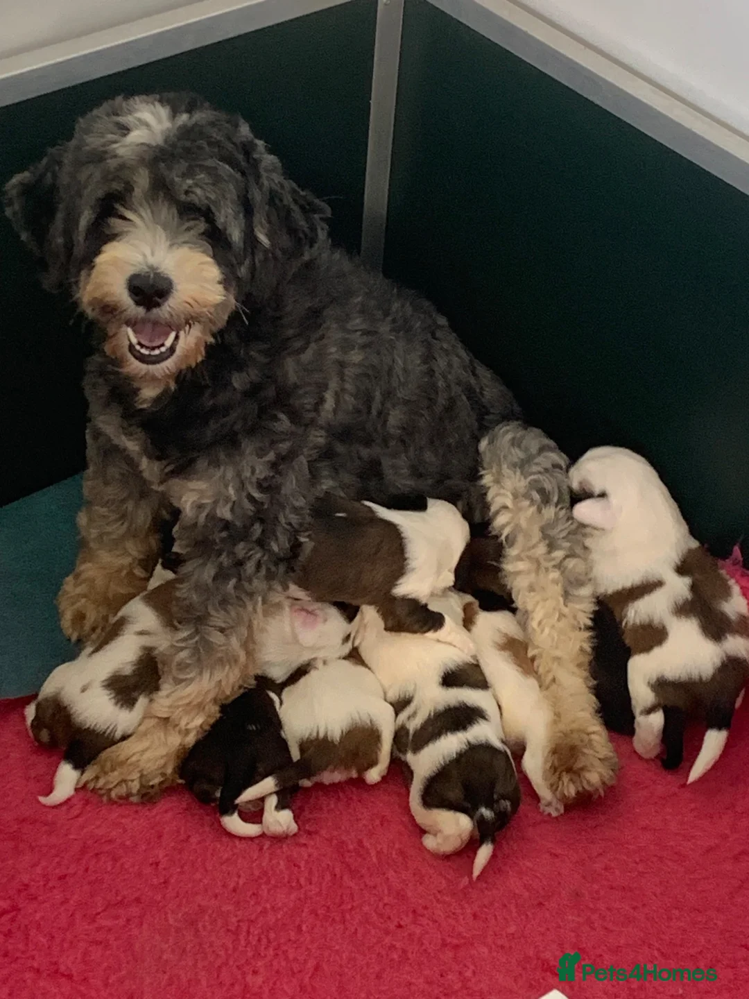 Tibetan Terrier dogs for sale: Beautiful KC registered Tibetan Terriers - Advert 6