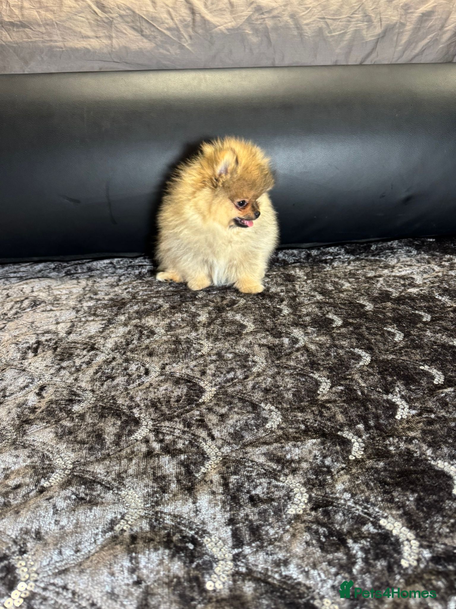 Pomeranian dogs Super Tiny🐻Teddy Face🏆KC - Advert 2