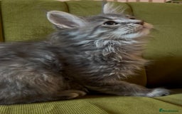 Maine Coon cats for sale: Maine Coon girls READY NOW Russian sired  - Image 3