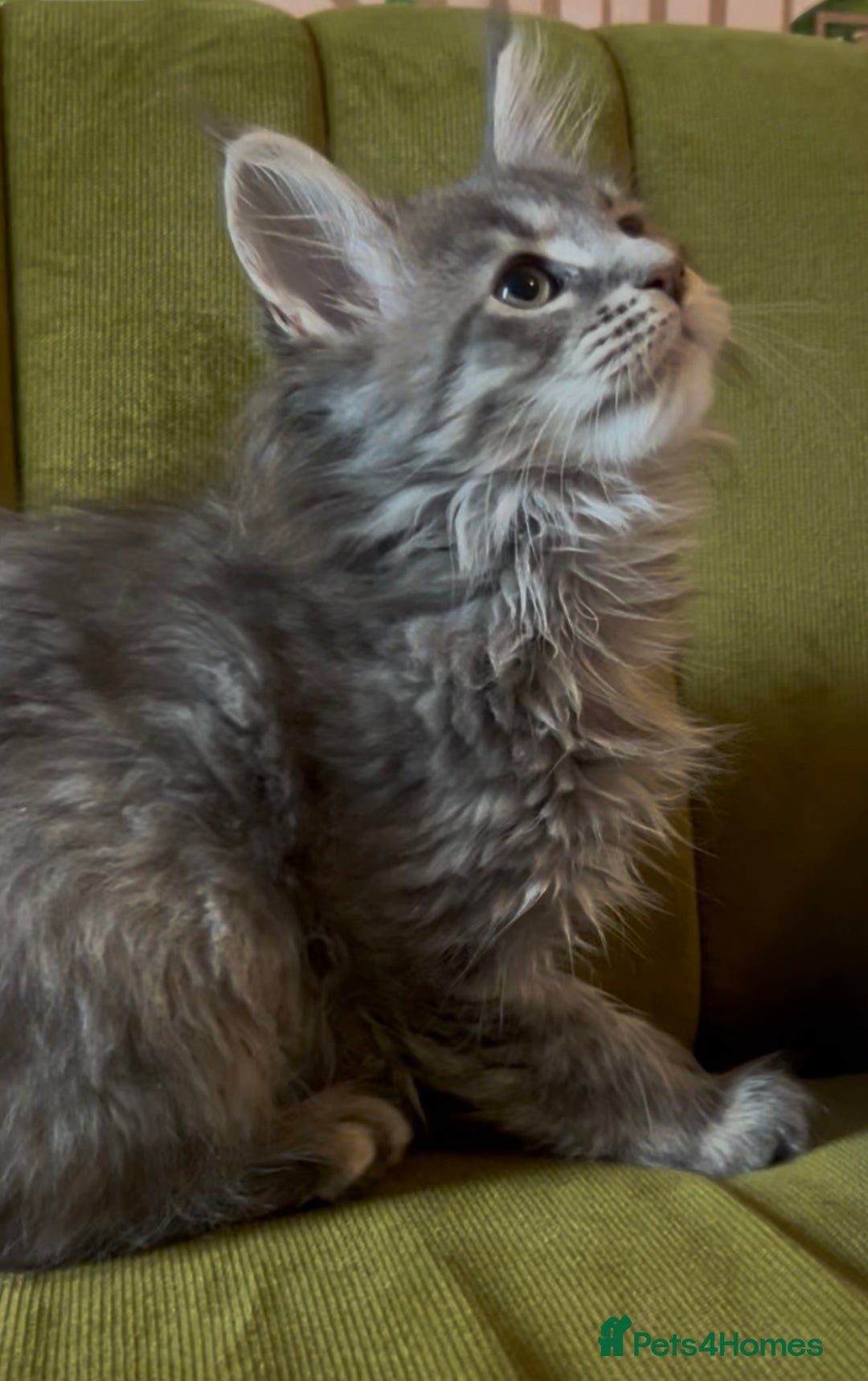 Maine Coon cats for sale: Maine Coon girls READY NOW Russian sired  - Image 3