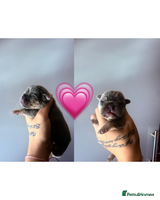 French Bulldog dogs KC Reg Frenchies fluffy carriers! 1BOY left - Advert 4