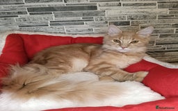 Maine Coon cats for sale: Maine coon kittens 'PuuureLove'  - Image 10